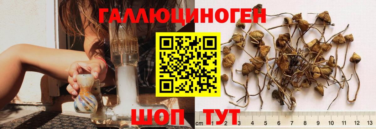 Галлюциногенные грибы GOLDEN TEACHER Грязи